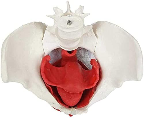 WLKQ מודל אגן נשי, מודל אנטומיה, מודל של אגן נשי ורצפת אגן, שרירים ואיברים איברים נשלפים כוללים רחם